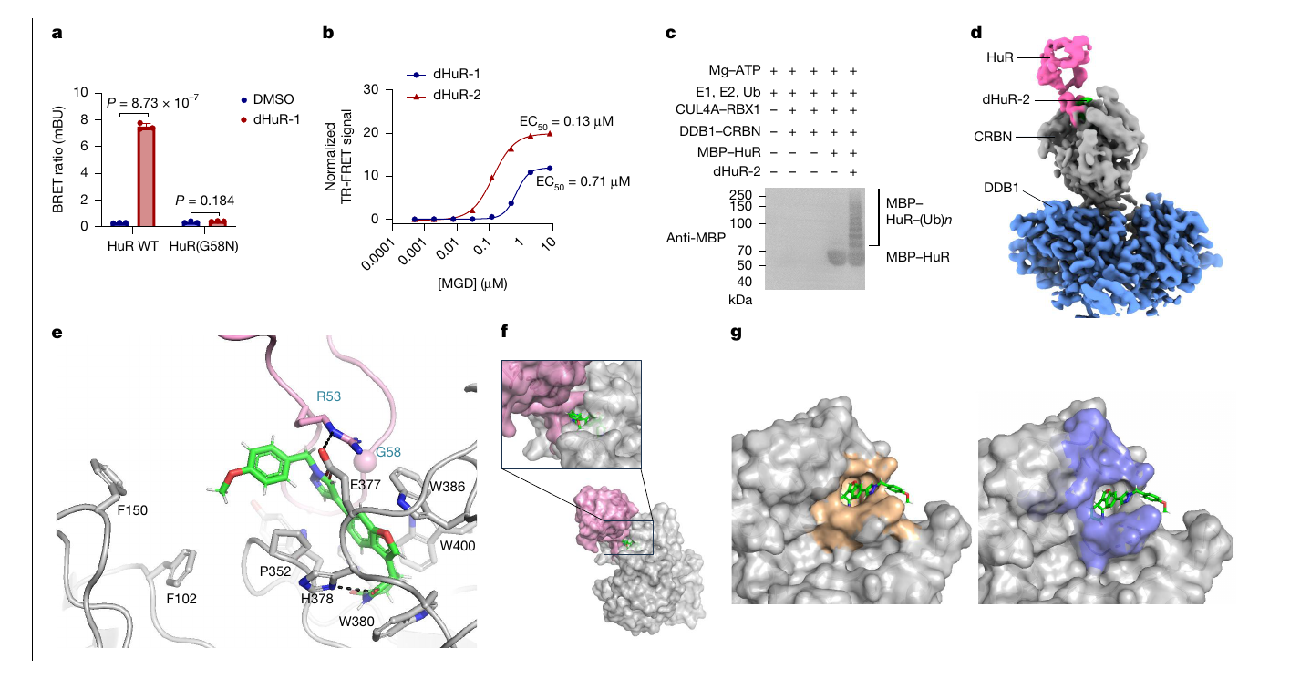 Fig. 2 excerpt: dHuR-2 induces a CRBN-HuR ternary complex