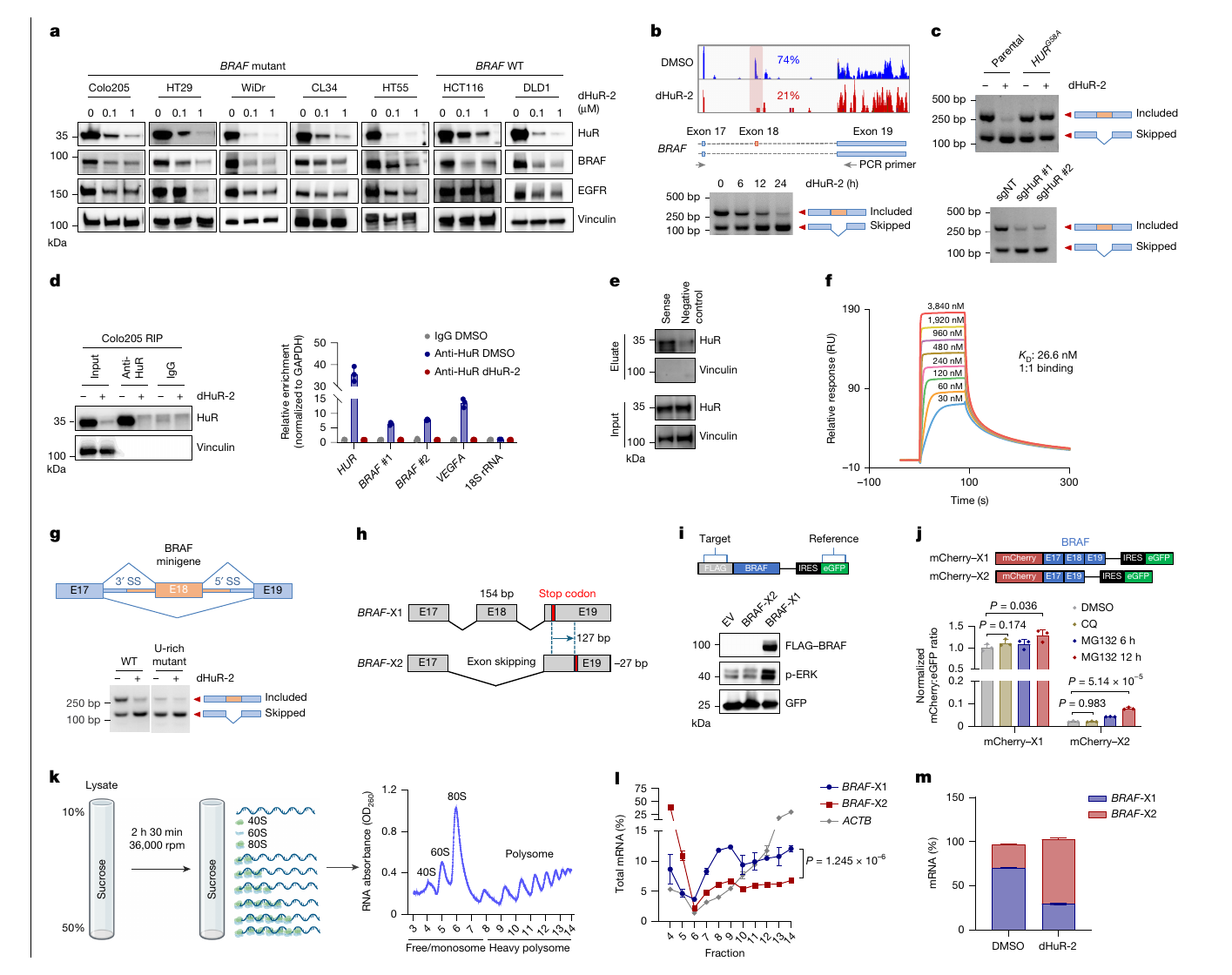 Fig. 4 excerpt: HuR controls BRAF exon 18 splicing