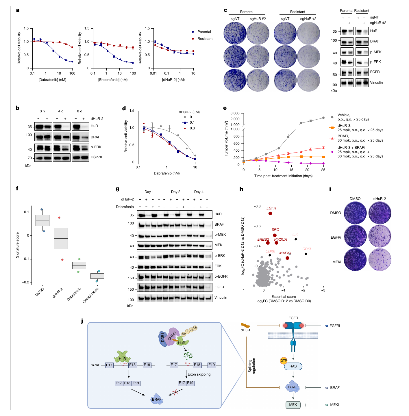 Fig. 5 excerpt: HuR degradation and BRAF inhibitor combination in BRAF-mutant CRC models