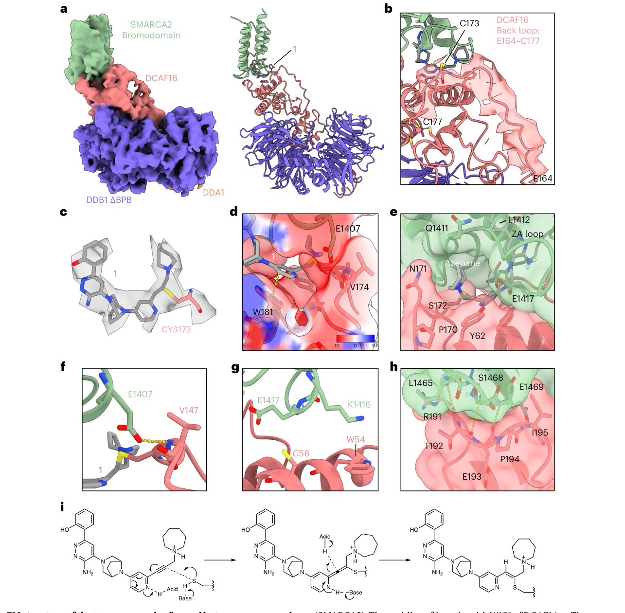 论文图 3:compound 1、SMARCA2 bromodomain 与 DCAF16 的 cryo-EM 三元复合体结构